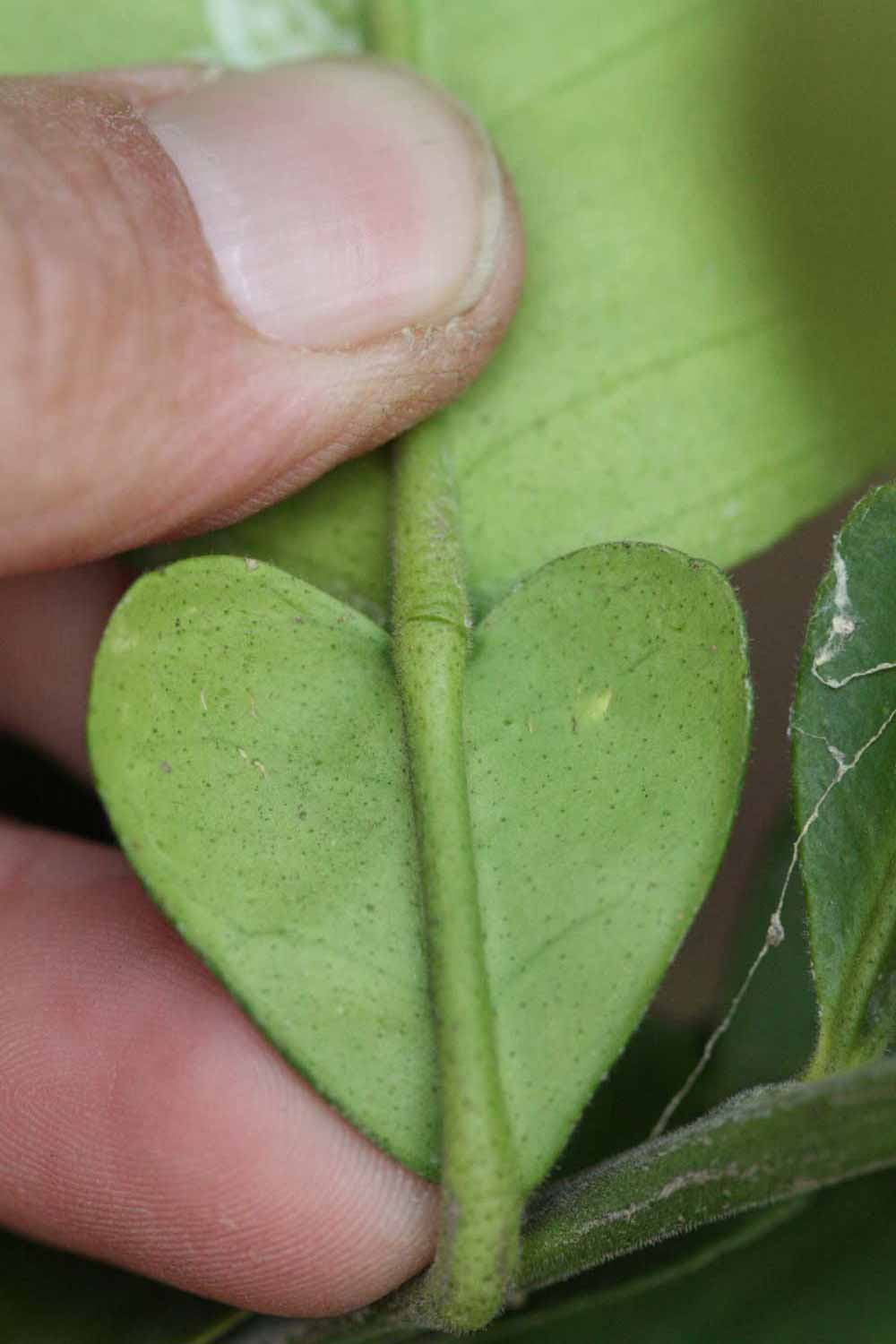            Petiole (Moanalua, Riverside, CA)   